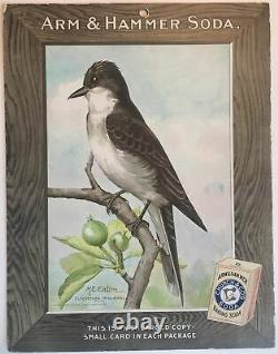 Birds Arm & Hammer Advertising Store Display Card Sign Flycatcher (Kingbird)