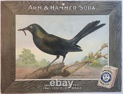 Birds Arm & Hammer Advertising Store Display Card Sign Purple Grackle J5
