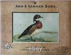 Birds Arm & Hammer Advertising Store Display Card Sign Wood Duck J3 Game Birds
