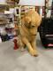 RARE HUGE LARGE Golden Retreiver Advertising Store Display Dog Statue